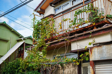 蔦が絡まった歴史を感じる一般二階建て住宅