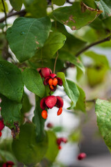 赤い実をつけたツリバナの木