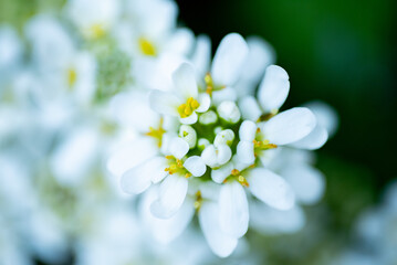 Close-up of blooming white candytuft flowers with soft background