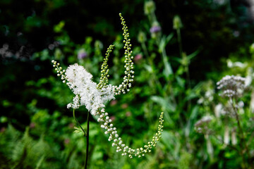 Blühende Traubensilberkerze , Acetea- Racenosa