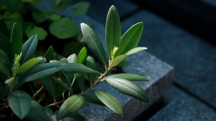 Close-up of lush green plant leaves on stone surface urban garden nature photography daylight macro view serenity