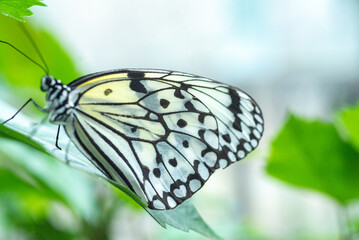 Close-up of paper kite butterfly resting on a green leaf