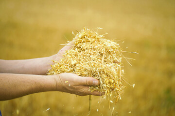 Farmer hands full of dry organic grain freshly collected from the field. Concept of traditional...