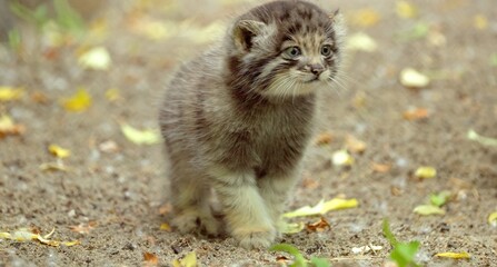 Pallas's cat in nature.