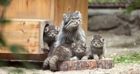Pallas's cat in nature.