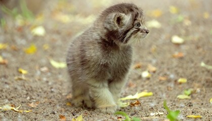 Pallas's cat in nature.