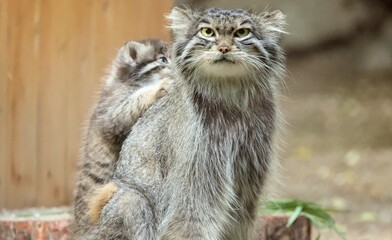 Pallas's cat in nature.