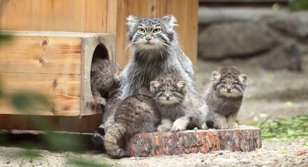 Pallas's cat in nature.