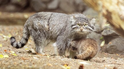 Pallas's cat in nature.