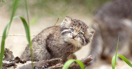 Pallas's cat in nature.