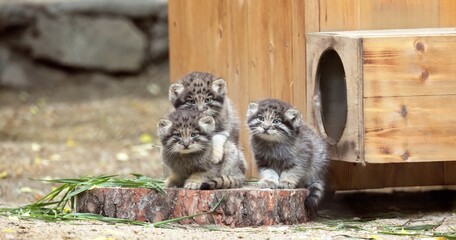 Pallas's cat in nature.
