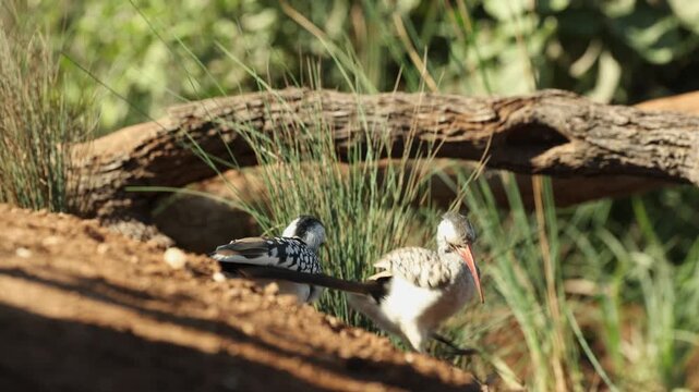 A pair of red-billed hornbills feeding on the ground, filmed from a low angle in the Greater Kruger.