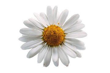 Isolated common daisy flower head on transparent background, high‑resolution PNG cutout ideal for spring floral design, eco‑friendly branding, botanical illustrations, and garden‑themed graphics