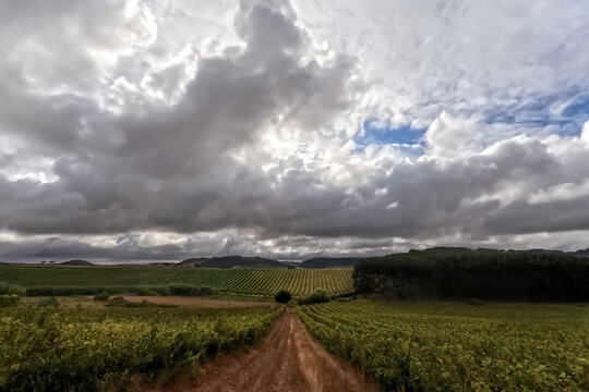 Storm clouds over a vineyard