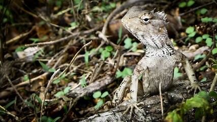 Close-Up of a Proud Sri Lankan Garden Lizard with Piercing Eyes | Funny Wildlife Expression | Tropical Reptile Macro Photography | Unique Animal Moment Captured in Natural Light Outdoors