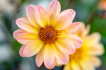 Macro photo of Bronze Heart Dahlia 'Silenthia' with soft pastel petals and dark foliage