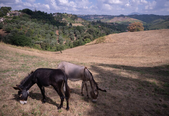 Two donkeys grazing grass on a hill