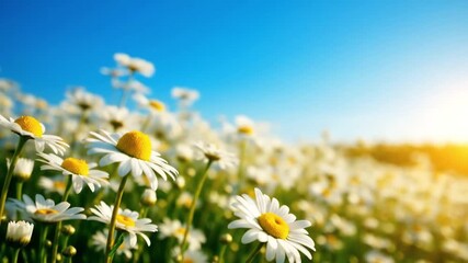Sunny daisy field, wide view of daisy flowers moving with wind in sunny landscape perfect for natural freshness visuals blooming field and outdoor seasonal spring theme footage - Powered by Adobe