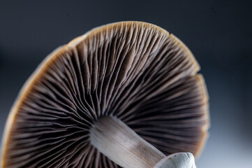 Macro of psychedelic mushroom cap with radial gills