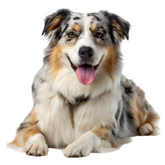 Happy Australian Shepherd dog with blue merle coat laying comfortably and  tongue out and relaxed posture and  isolated white background Batch  realistic clean bright simple modern stock image isolate