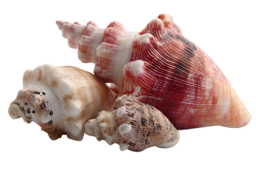 Assorted coastal seashell collection isolated on crisp transparent background — high‑resolution PNG cutout ideal for beach vacation graphics, nautical décor designs, tropical travel marketing