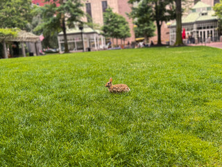 Wild brown rabbit standing on fresh green lawn in city park