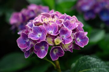 Hydrangea also known as hortensia is a genus of 70 75 flowering plant species found in Asia and the Americas