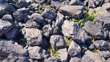A close-up of dark gray rocks scattered across the ground, with small green plants growing between them, showcasing nature's resilience in a rugged environment