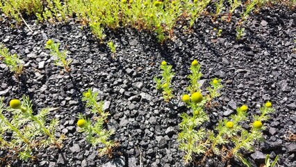 A close-up view of small yellow flowers growing among gray gravel and rocks, with green foliage spreading across a natural, rocky ground surface