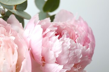 Pink aromatic peonies, close up