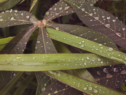 Close up of cassava (Manihot esculenta) and grass leaves covered in raindrops. The fresh foliage and water droplets show natural beauty and tropical climate in Indonesia.