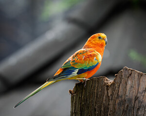 Red-Rump Parakeet