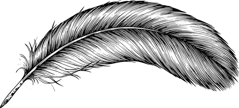 Fototapeta a single feather, detailed ink drawing, monochrome, intricate feather texture, light background,