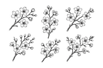 Vintage black and white sakura branch sketch set with different shapes and blooming flowers in elegant line art style.