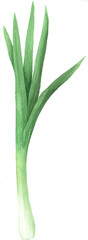 Watercolor fall vegetable green onion isolated illustration. Autumn hand painted organic vegan harvest ingredient clipart perfect for vegetarian design project