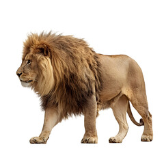 Obraz premium Lion side profile walking with majestic mane and strong posture and powerful wildlife energy and isolated white background Batch realistic clean bright simple modern stock image isolated on plain b
