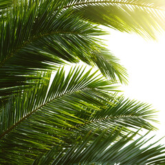 Stock image of lush green palm leaves waving in wind with sunbeam effects natural tropical shot isolated white background batch  perfect for ads and prints photo photo photo photo photo photo photo   
