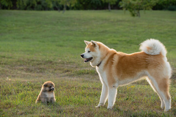 chiot akita avec un akita adulte de couleur roux ety blanc, bébé vs adulte akitan chien de race japonaise