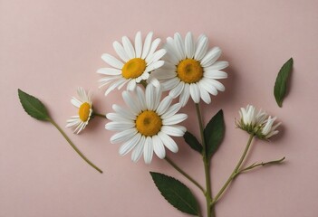 Fototapeta premium Minimal styled concept. White daisy chamomile flowers on pale pink background. Creative lifestyle, summer, spring concept. Copy space, flat lay, top view. See Less