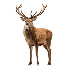Obraz premium Majestic stag deer standing upright and head slightly turned and muscular build and elegant pose and isolated white background Batch realistic clean bright simple modern stock image isolated on pl