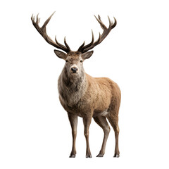 Fototapeta premium Majestic stag deer with large antlers standing tall and noble posture and natural fur tone and isolated white background Batch realistic clean bright simple modern stock image isolated on plain bac