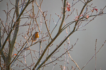 portrait of a singing robin sitting on a branch