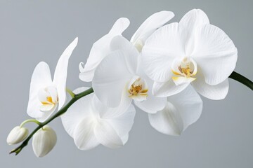 A close-up of a branch of white orchids with yellow centers against a gray background.