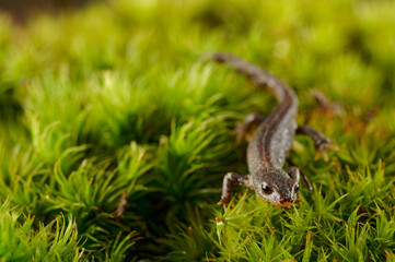 alpine newt on a wet ground. leaves and lichens