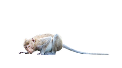 Portrait, Monkey or Macaca in crouching position, use your think and imagination, staring, looking eye contact playful, scared and curious. Isolated on white background with clipping path transparent