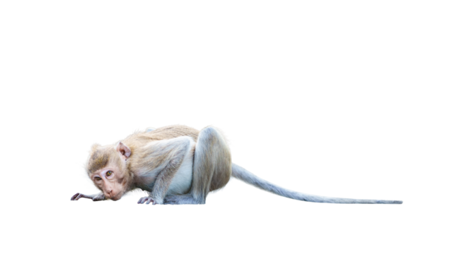 Portrait, Monkey or Macaca in crouching position, use your think and imagination, staring, looking eye contact playful, scared and curious. Isolated on white background with clipping path transparent