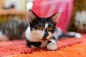 Black and white kitten lying on an orange carpet, domestic cat relaxing indoors