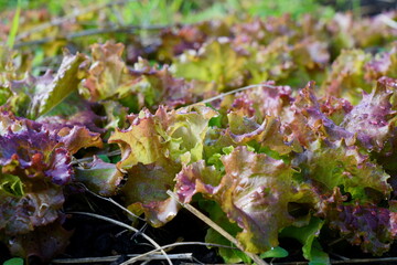 畑のサニーレタスが育つ