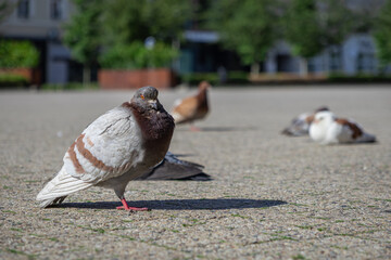 Sunlit pigeon stands alertly on one leg on a paved city square, representing urban wildlife resilience and peaceful coexistence in public spaces