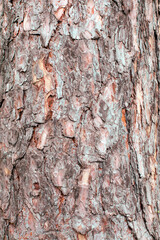 Close-up view of pine tree bark rich textures showcasing deep grooves, rough ridges, and natural patterns